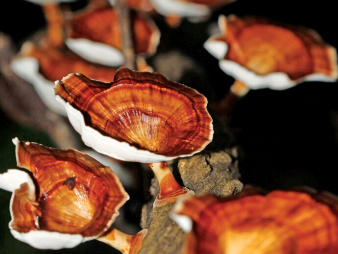 Reishi Mushroom