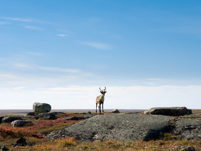 Saving What\'s Left of the Caribou