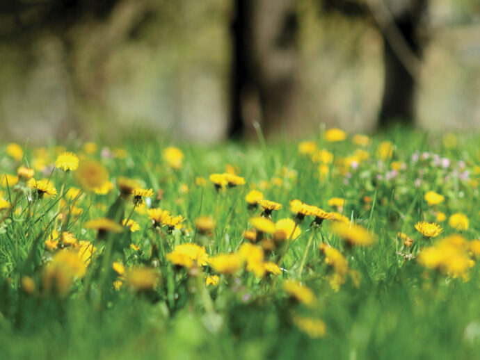 Dandelions—Eat ’Em; Don’t Kill ’Em!