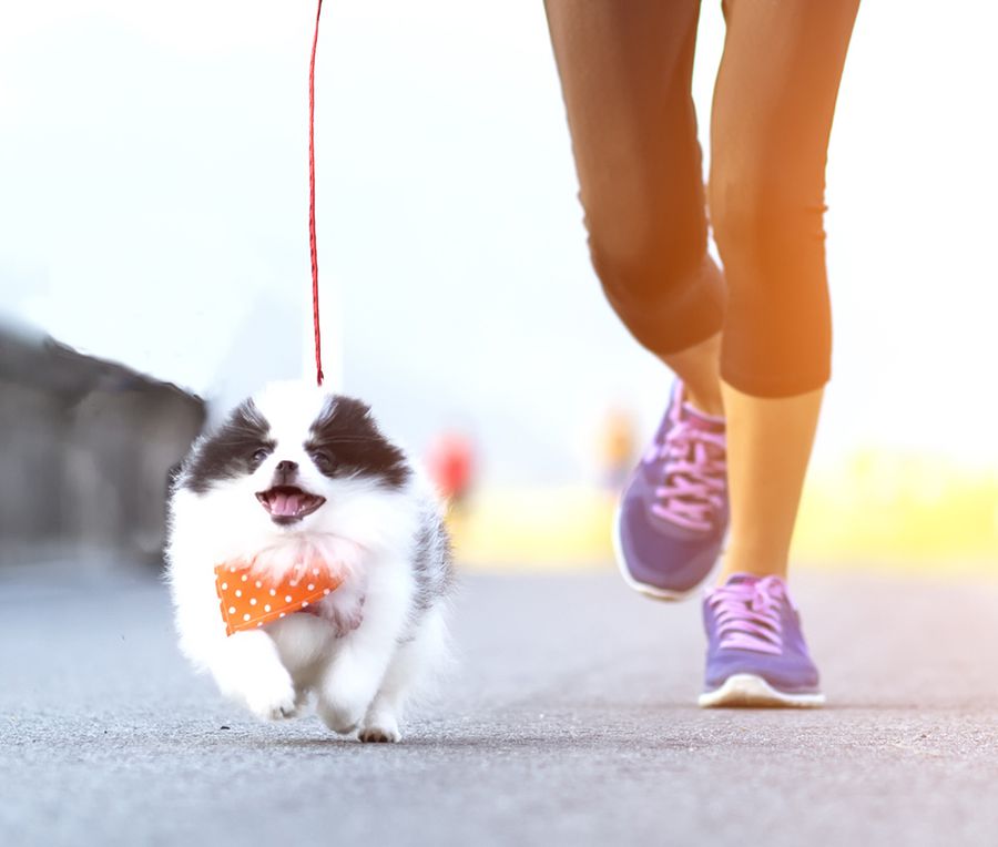 Races You Can Run with Your Dog