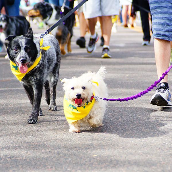 The Furry Scurry: Denver, CO