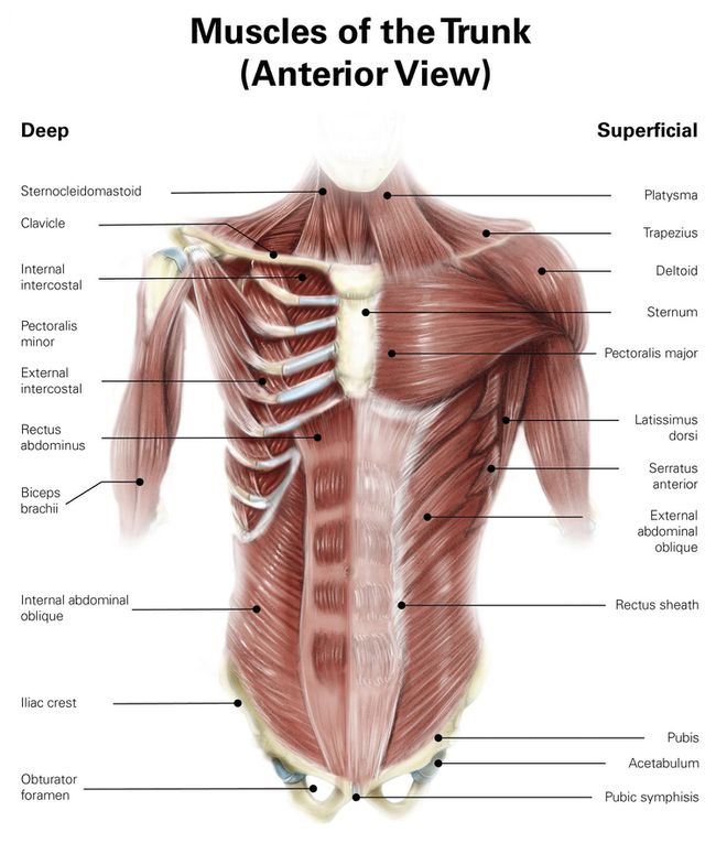 abs muscles diagram anatomy