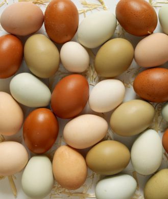 egg-color-doesnt-matter-329