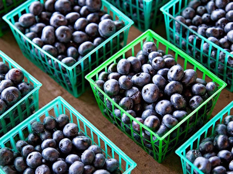 michigan-blueberries-inline.jpg