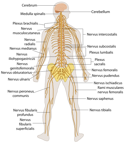 TE-Nervous_system_diagram-la.svg